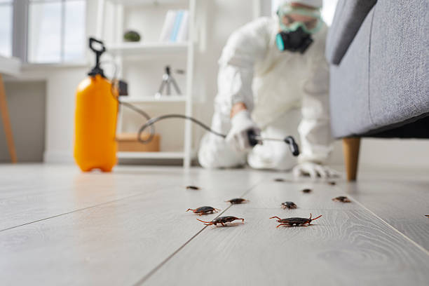 Affordable Rodent Control solutions in Edwards AFB, CA